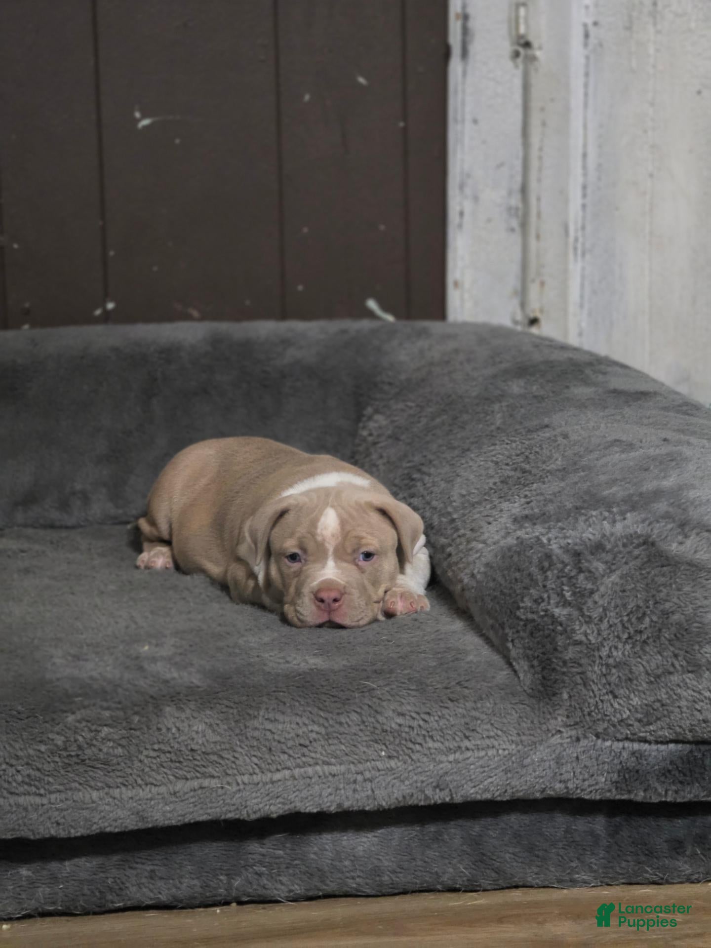 American Bully dogs Lilac brindle XL American Bully  - Ad 2