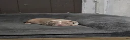 American Bully dogs for sale: Lilac brindle XL American Bully  - Ad 2