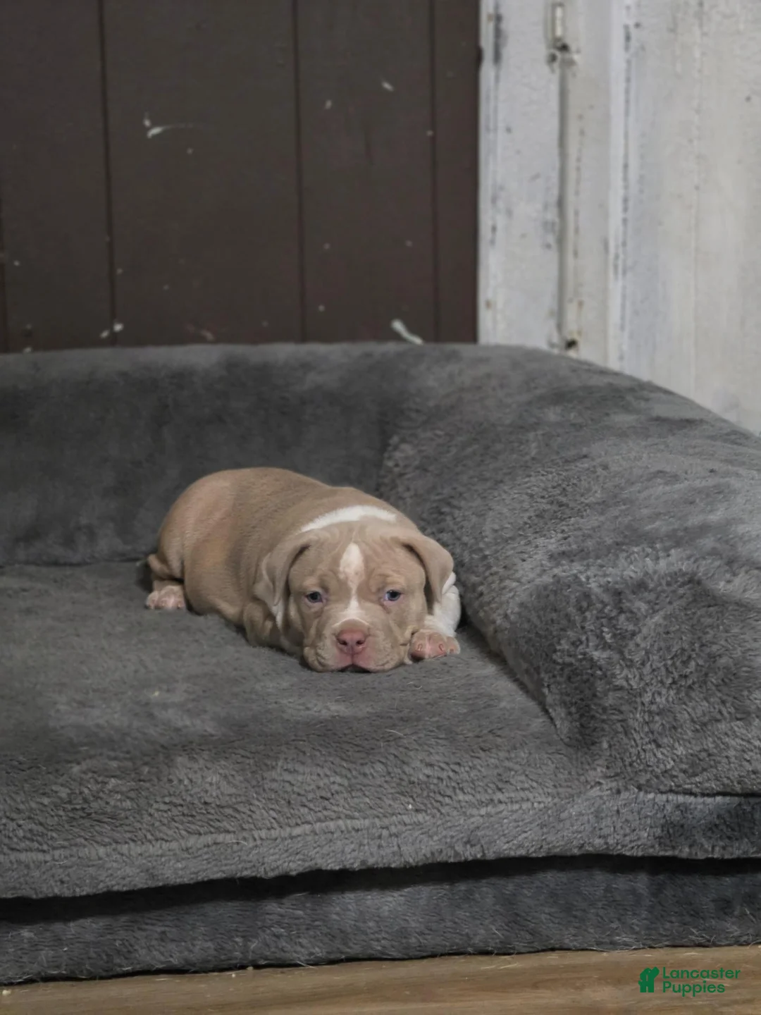 American Bully dogs for sale: Lilac brindle XL American Bully  - Ad 2