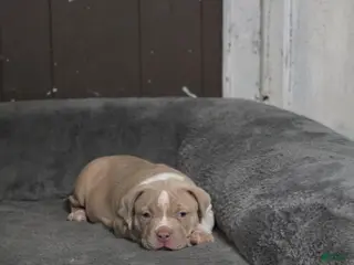 American Bully dogs Lilac brindle XL American Bully - Ad 2