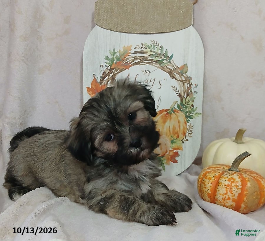 Teddy Bear dogs Lulu - Ad 1