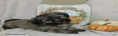 Lulu
