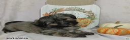 Teddy Bear dogs for sale: Lulu - Ad 1