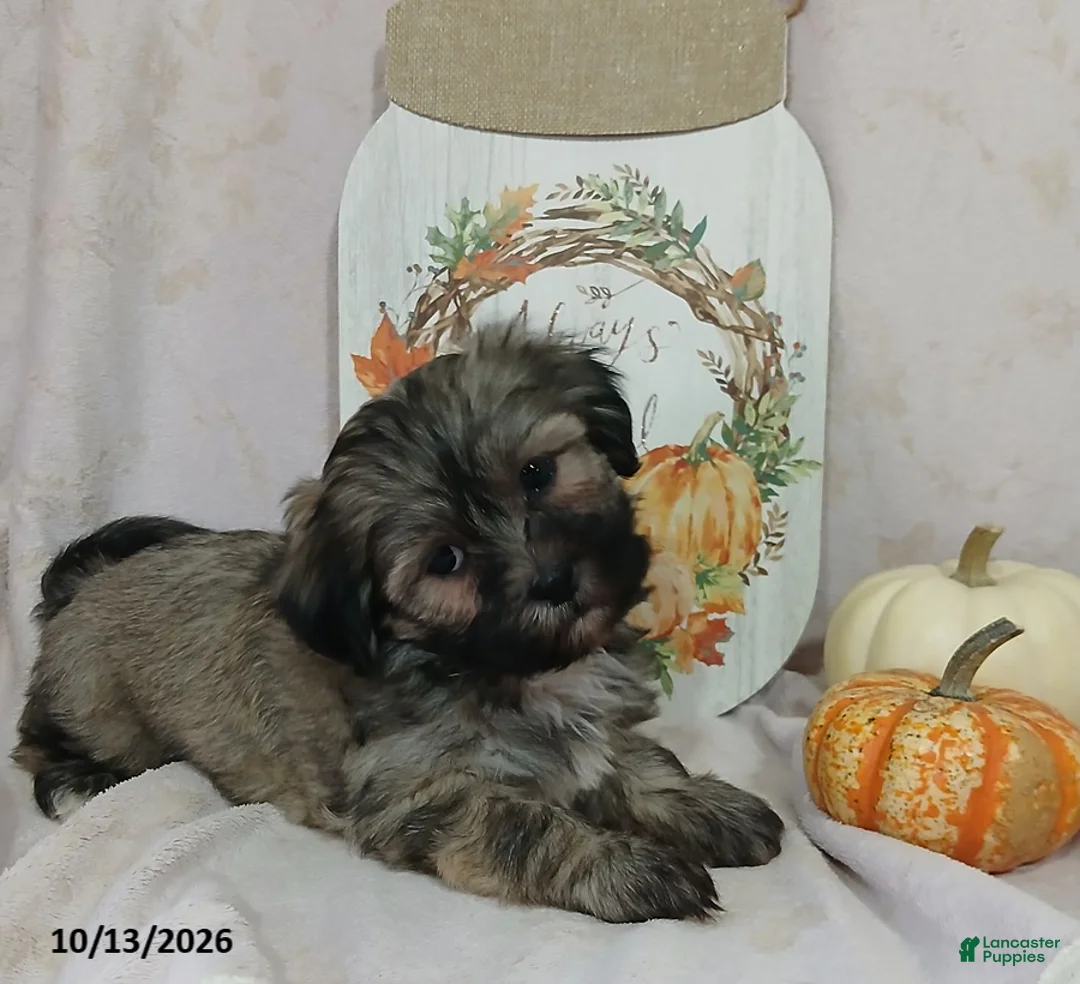 Teddy Bear dogs for sale: Lulu - Ad 1