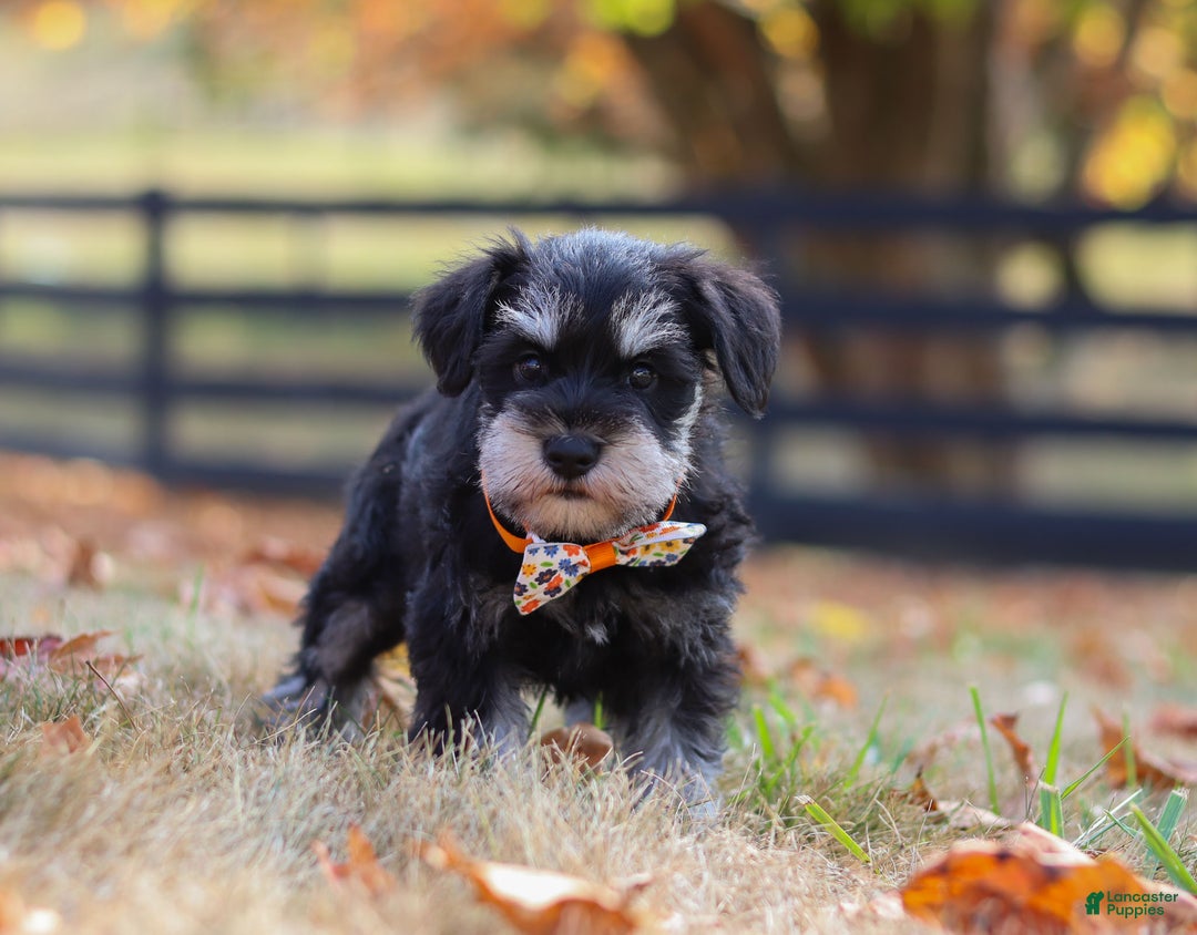Miniature Schnauzer dogs for sale: Brianna - Ad 44