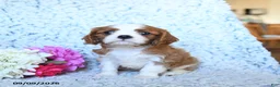 Cavalier King Charles Spaniel dogs for sale: Zach - Ad 3