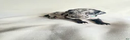Great Dane dogs for sale: Tinkerbell- teal - Ad 7