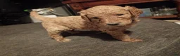 Goldendoodle dogs for sale: Purple  - Ad 9