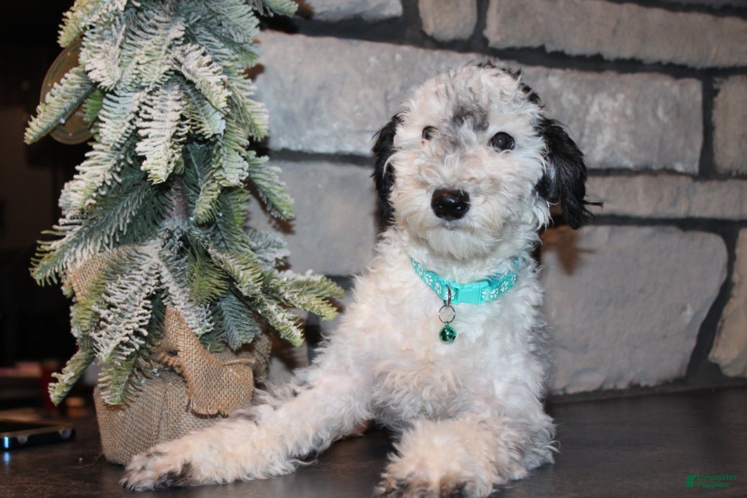 Miniature Poodle dogs for sale: AKC Duey - Ad 3