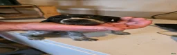 German Shorthaired Pointer dogs for sale: German Shorthaired Pointer Puppy 4 - Ad 2