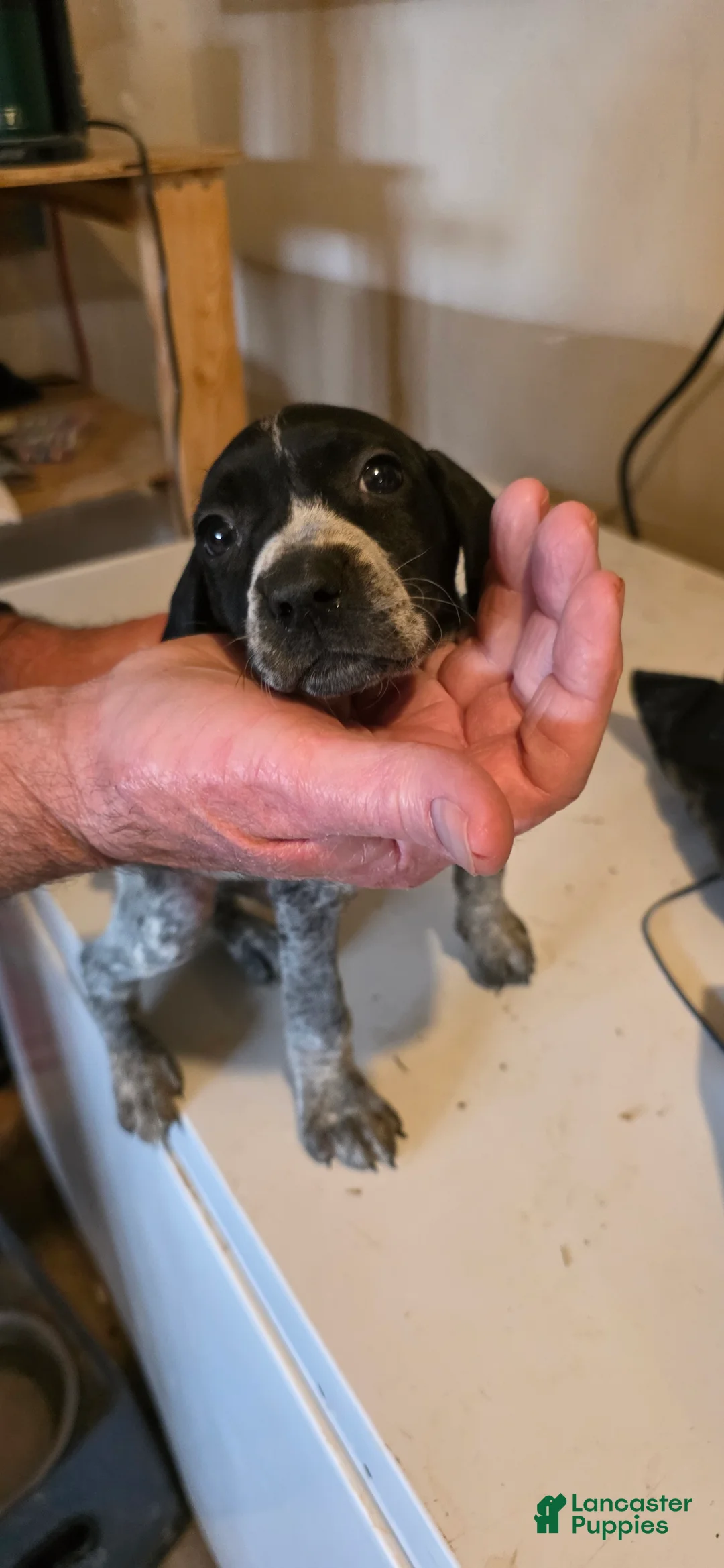 German Shorthaired Pointer dogs for sale: German Shorthaired Pointer Puppy 4 - Ad 2