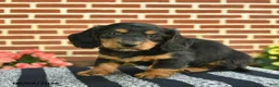 Miniature Dachshund dogs for sale: Flynn  - Ad 4