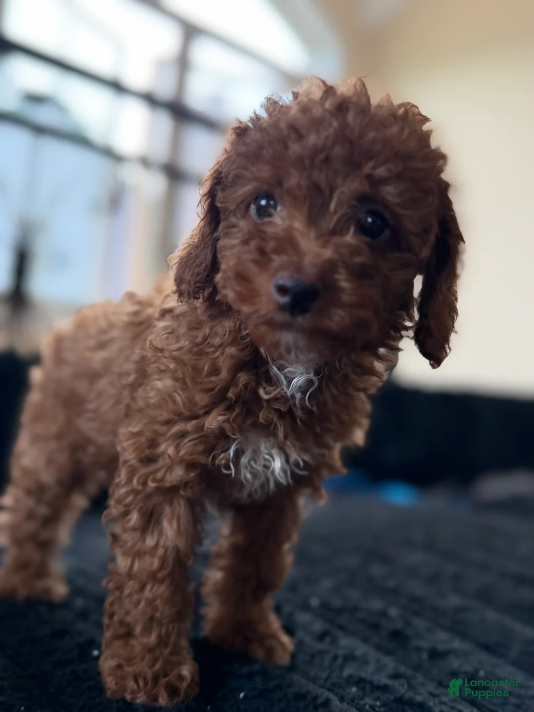 Toy Poodle dogs for sale: Toy Poodle 4 - Ad 1