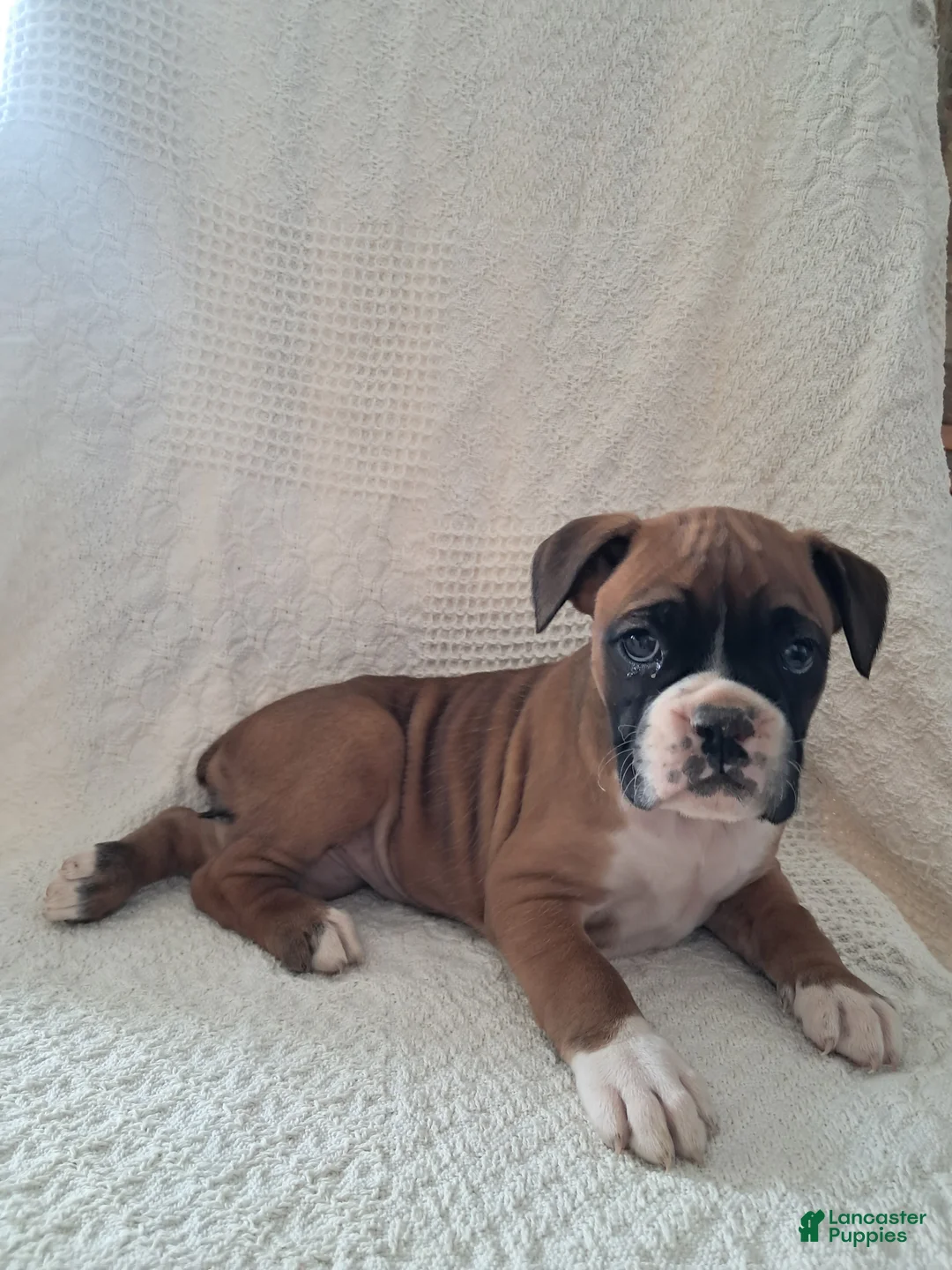 Boxer dogs for sale: Rosie  - Ad 2