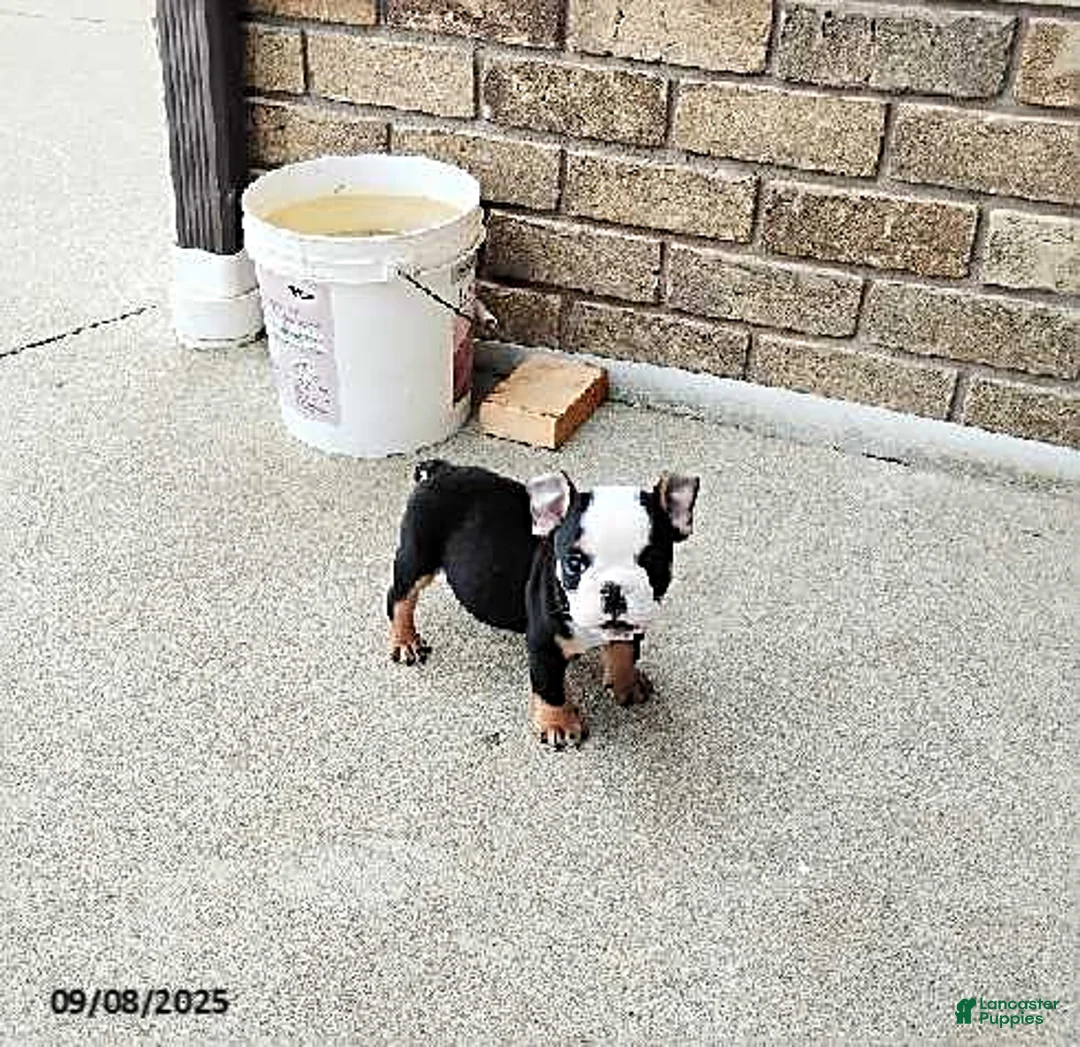 English Bulldog dogs for sale: Reuben - Ad 20