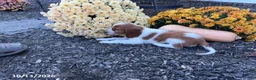 Welsh Springer Spaniel dogs for sale: Lassie - Ad 18