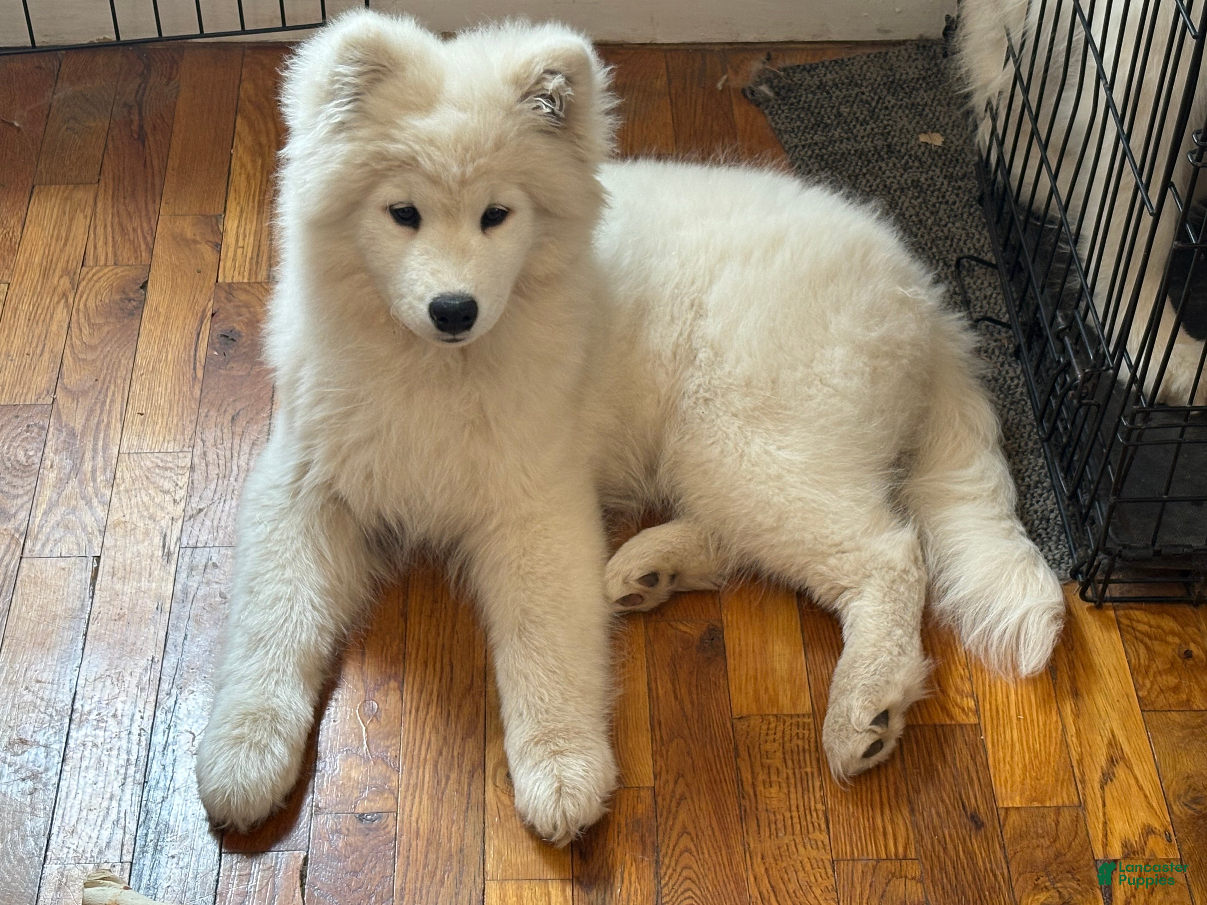 Samoyed dogs Spice - Ad 2