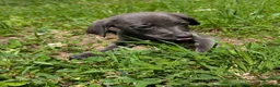 Mixed Breed dogs for sale: Mixed Breed Puppy 1 - Ad 2