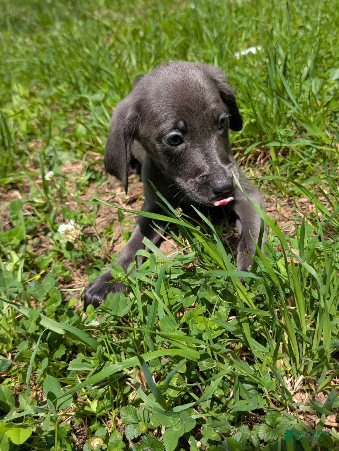 Mixed Breed dogs for sale: Mixed Breed Puppy 1 - Ad 2