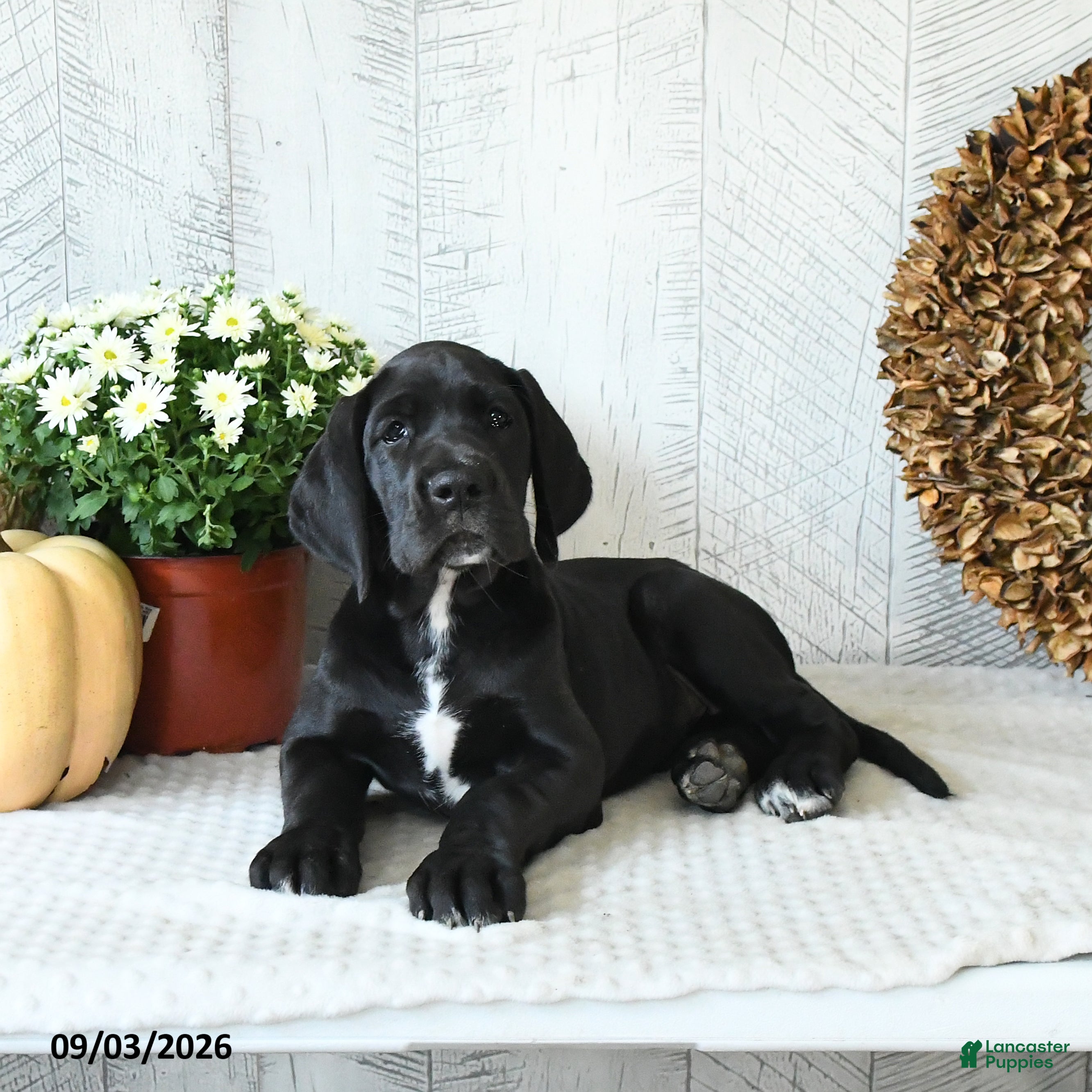 Great Dane dogs Indie - Ad 1