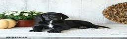 Great Dane dogs for sale: Indie - Ad 1