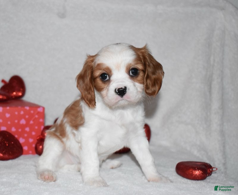 Cavalier King Charles Spaniel dogs Odie - Ad 33
