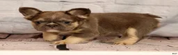 French Bulldog dogs for sale: Biscuit - Ad 9