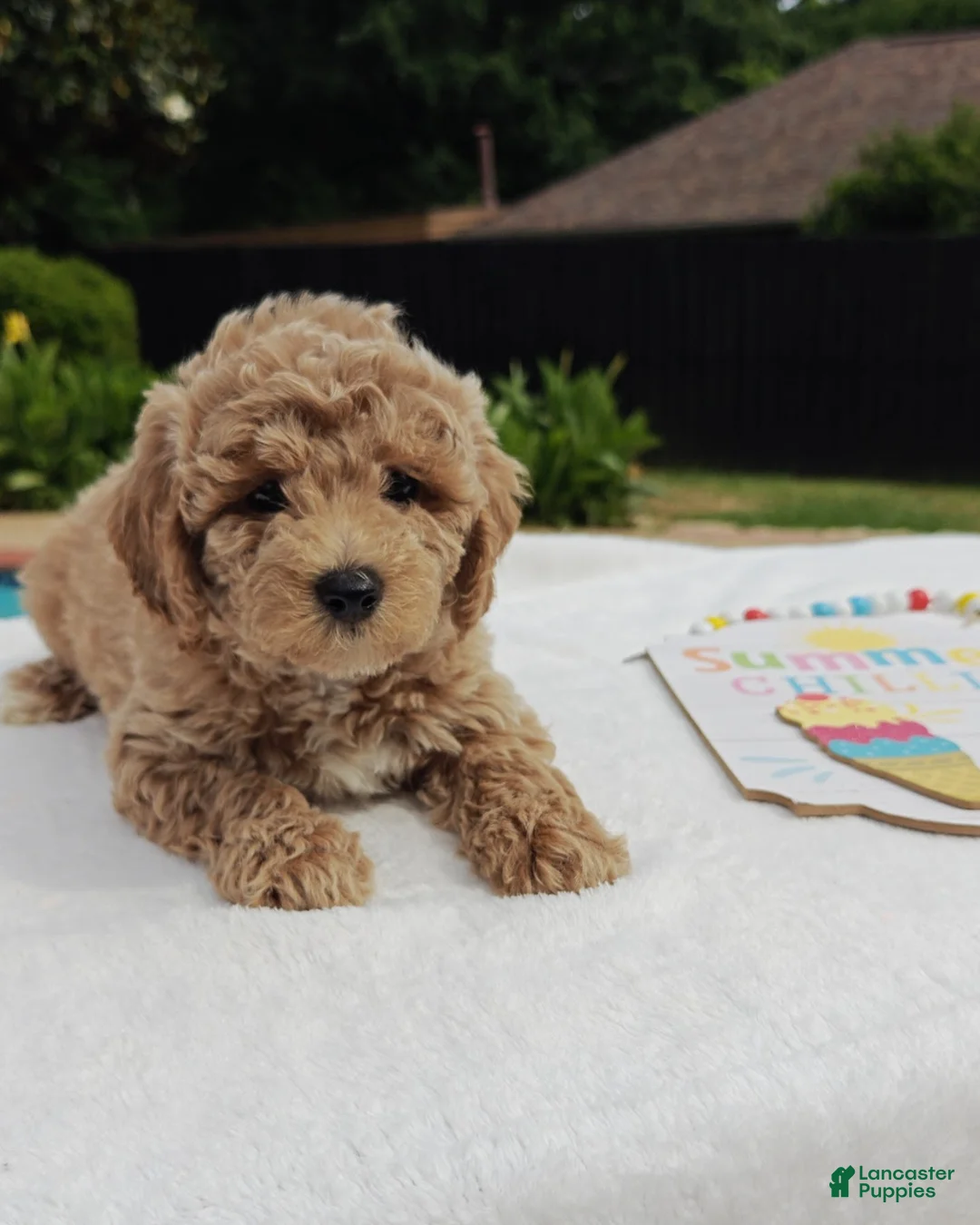 Mixed Breed dogs for sale: Toby Goldendoodle-Cavapoo 817-917-0564 - Ad 2