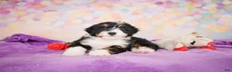 Mini Bernedoodle dogs for sale: Smokey - Ad 9