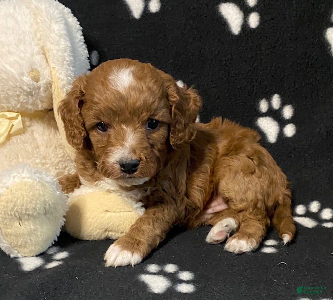 Miniature Poodle dogs for sale: Bella - Ad 8