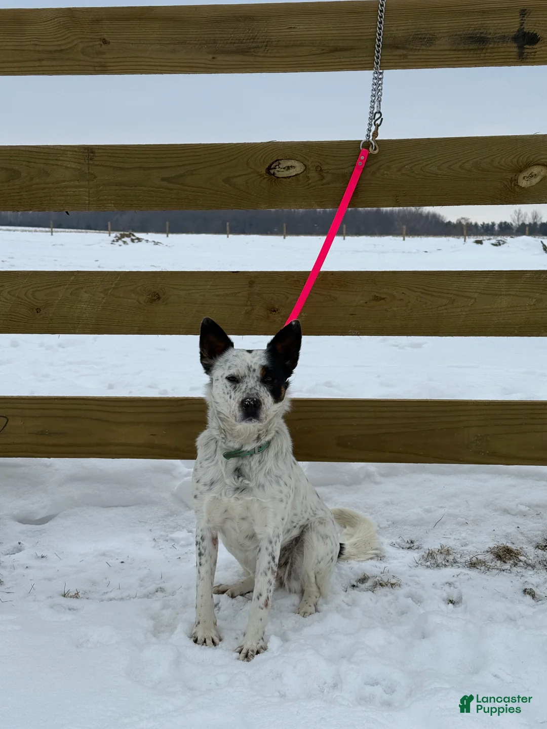 Australian Cattle Dog dogs for sale: Spotty - Ad 1