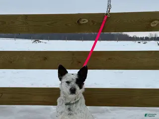 Australian Cattle Dog dogs Spotty - Ad 27