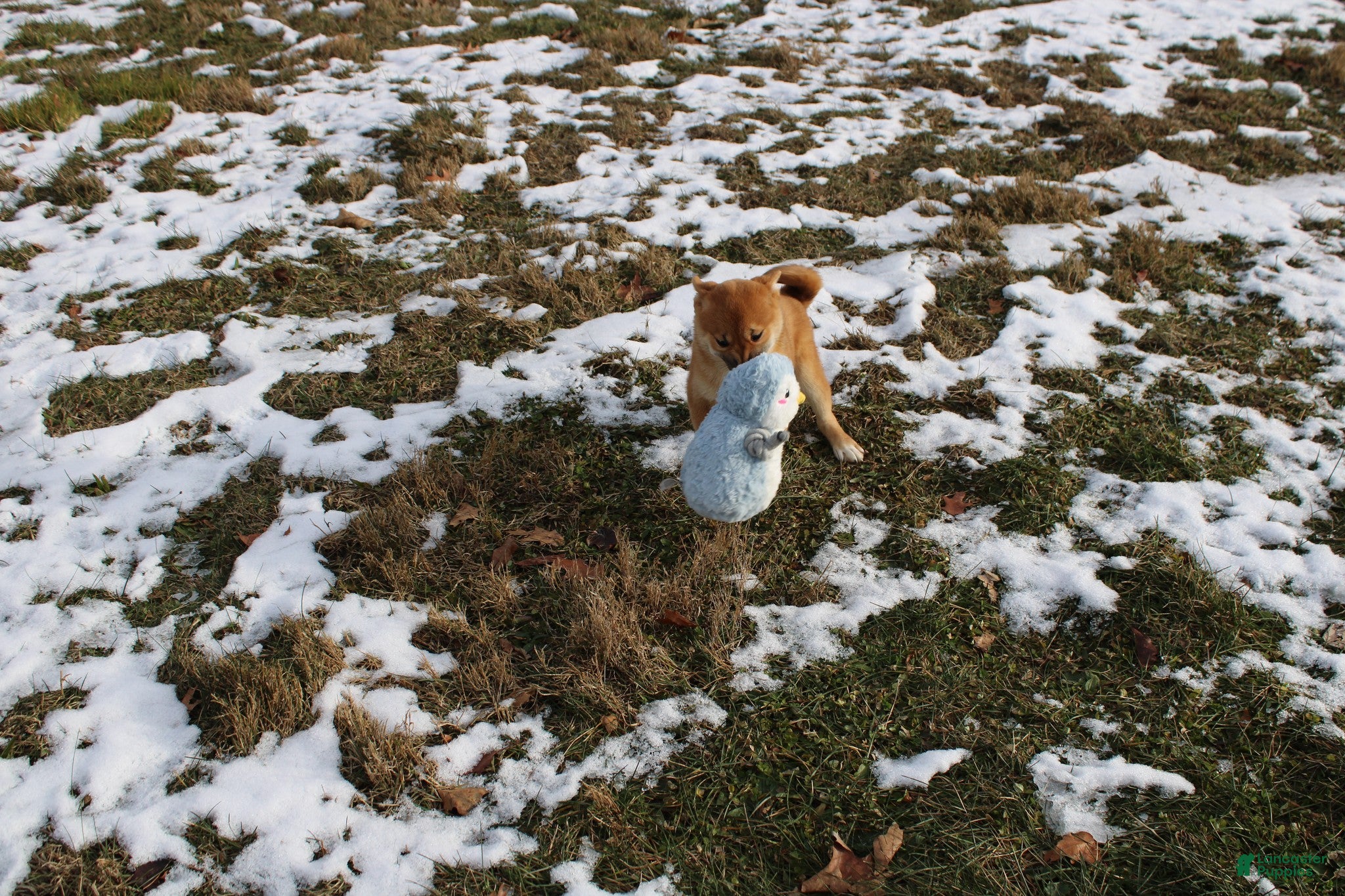 Shiba Inu dogs Aphrodite  - Ad 1