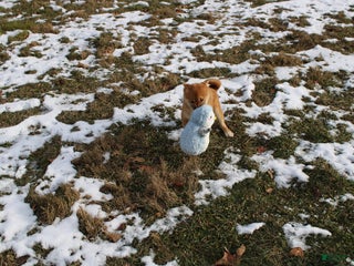 Shiba Inu dogs Aphrodite - Ad 8