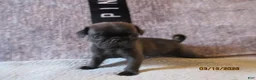 Pug dogs for sale: Pug Puppy 3 - Ad 11
