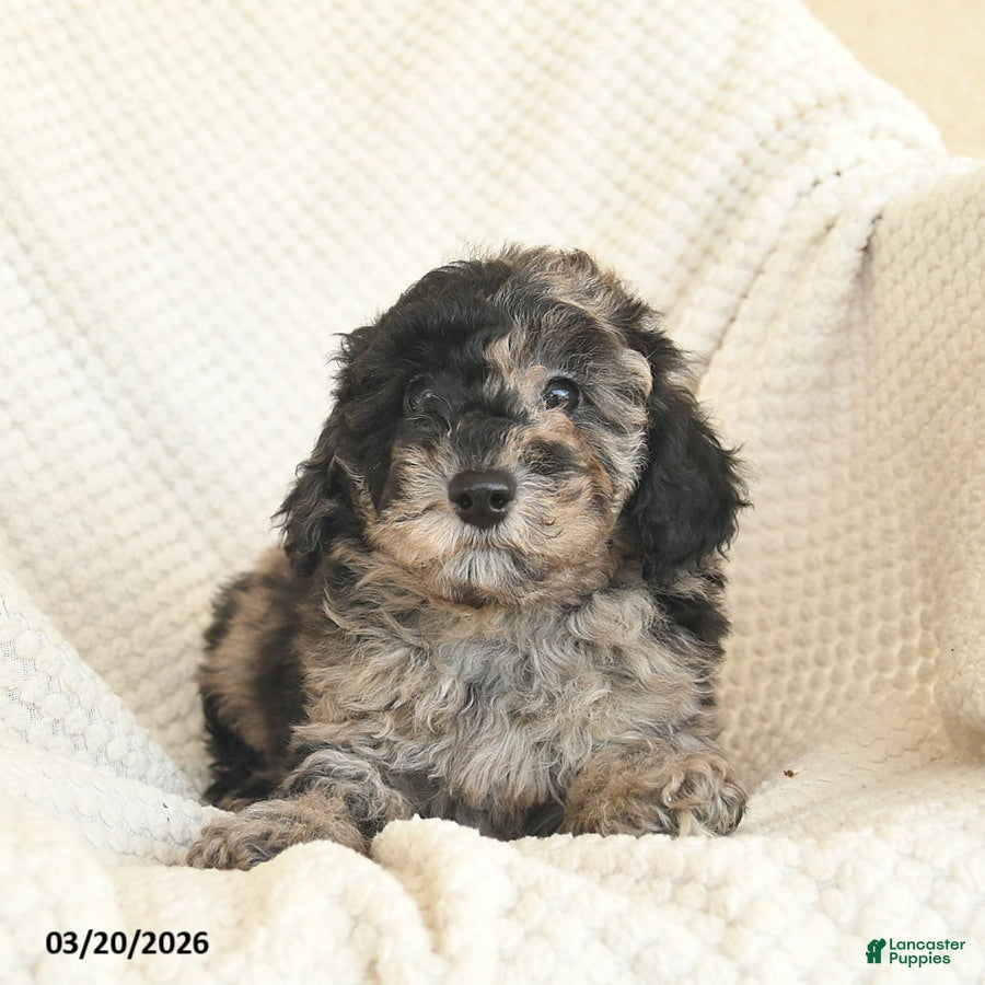 Miniature Poodle dogs Benny - Ad 2