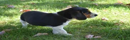 Beagle dogs for sale: Kaisley  - Ad 6