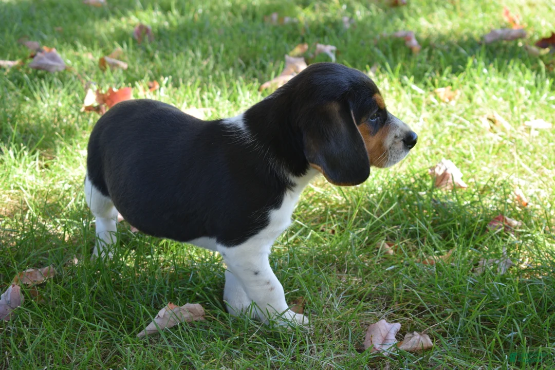 Beagle dogs for sale: Kaisley  - Ad 6