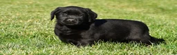 Labrador Retriever dogs for sale: Lacey - Ad 9