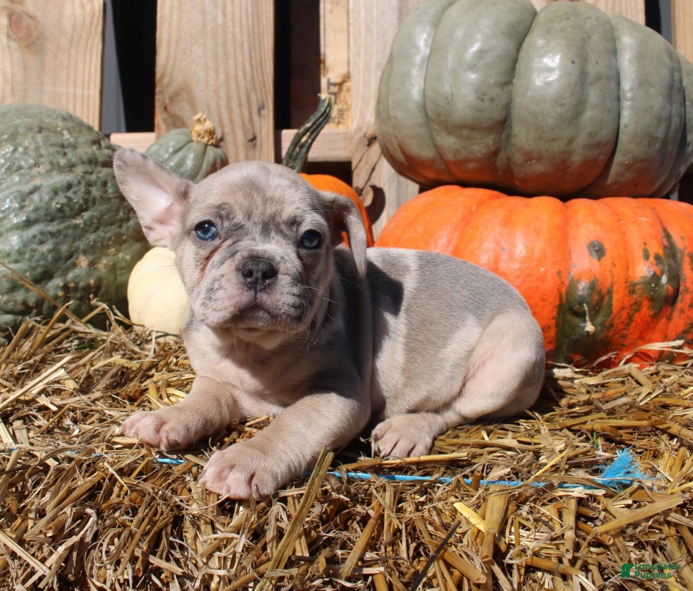 Frenchton dogs Beau - Ad 1