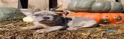 Mixed Breed dogs for sale: Beau - Ad 6