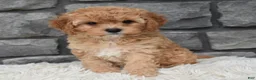 Cavapoo dogs for sale: Maggie  - Ad 6