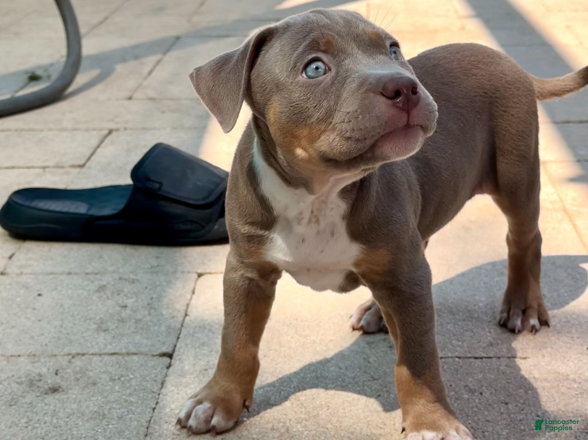 American Bully dogs Marina - Ad 1