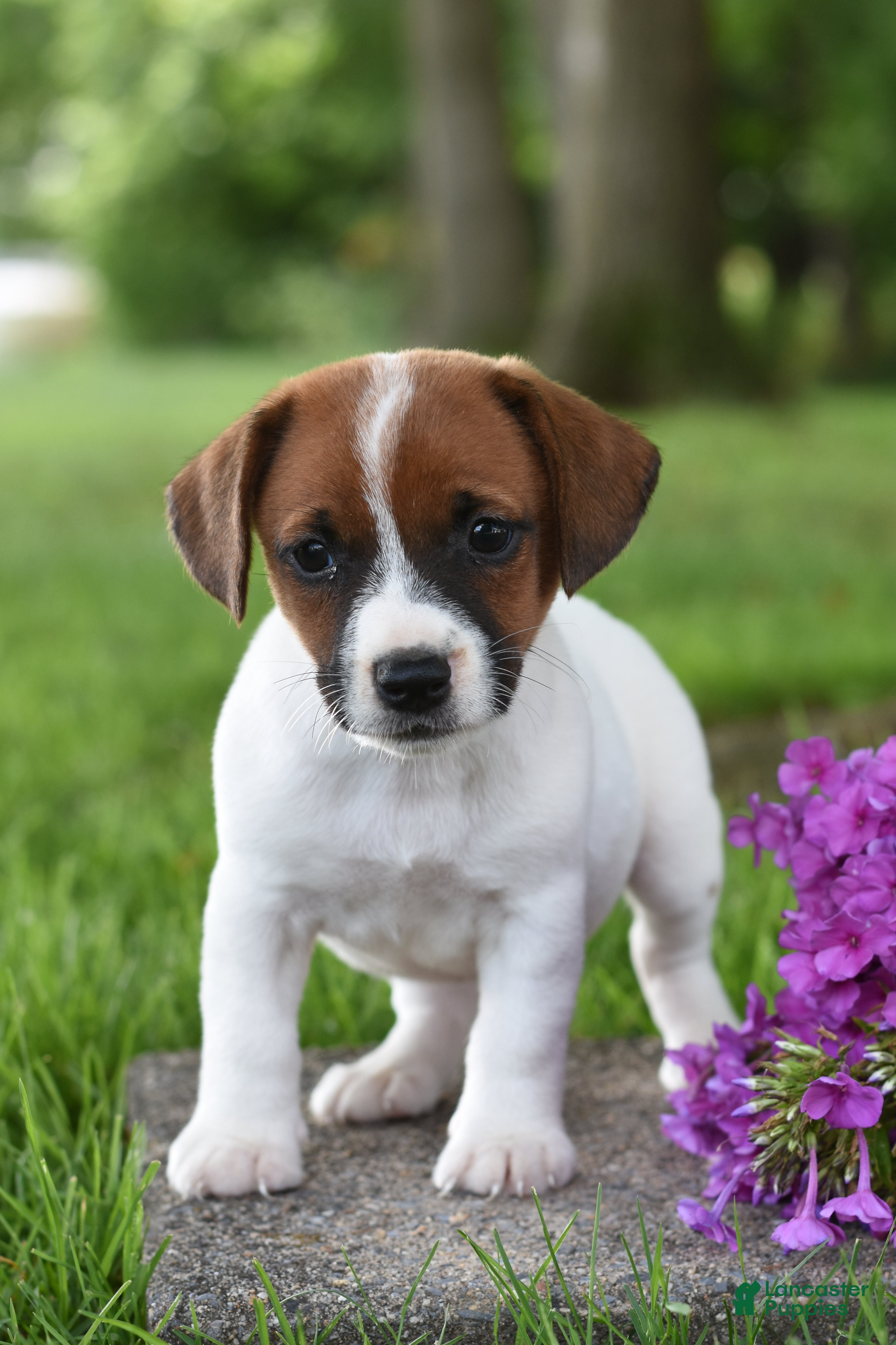 Jack Russell Terrier dogs Lacey - Ad 1