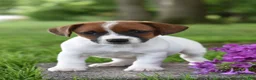 Jack Russell Terrier dogs for sale: Lacey - Ad 1