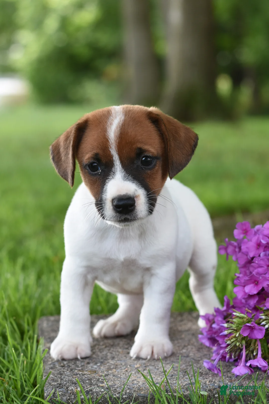 Jack Russell Terrier dogs for sale: Lacey - Ad 1