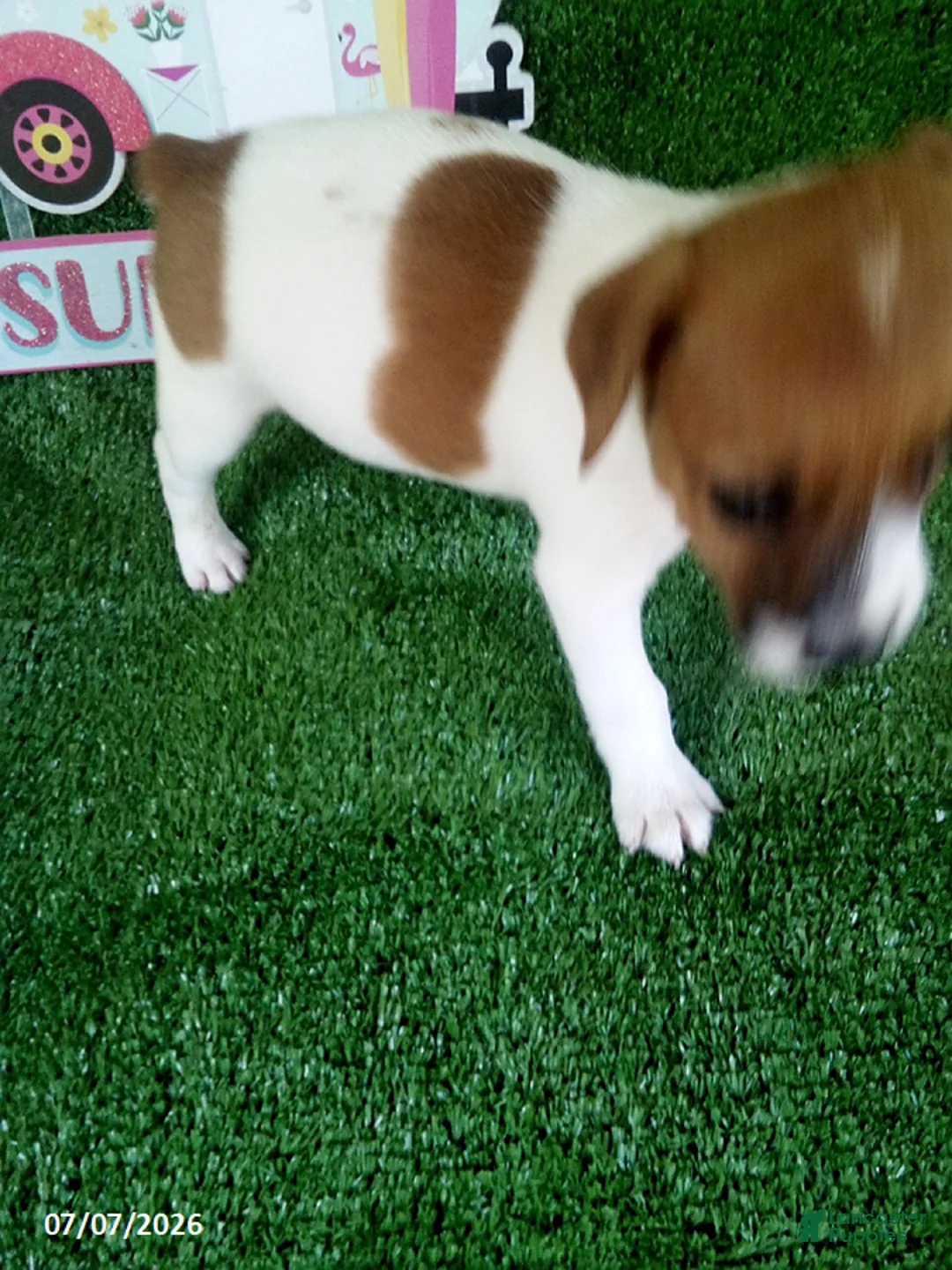 Jack Russell Terrier dogs for sale: Joey - Ad 4