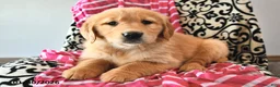 Golden Retriever dogs for sale: Heartdrop - Ad 1