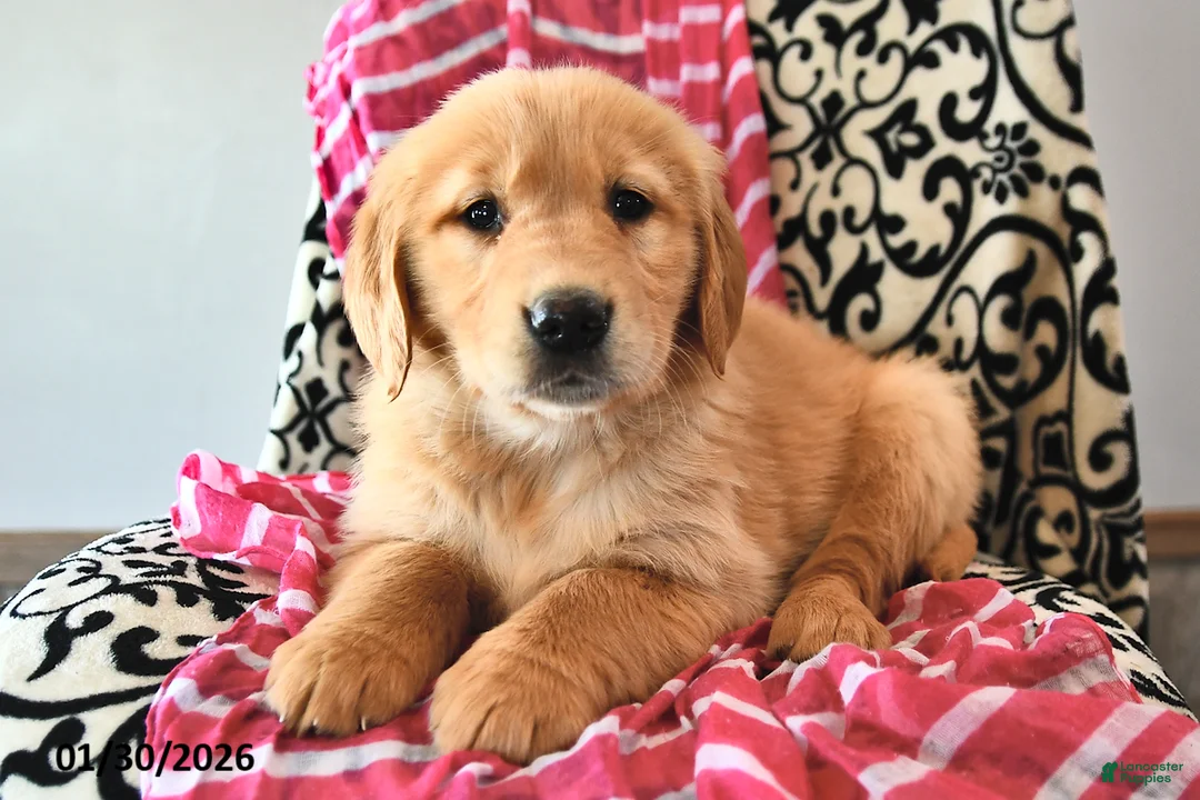 Golden Retriever dogs for sale: Heartdrop - Ad 1