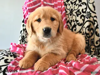 Golden Retriever dogs for sale: Heartdrop - Ad 1